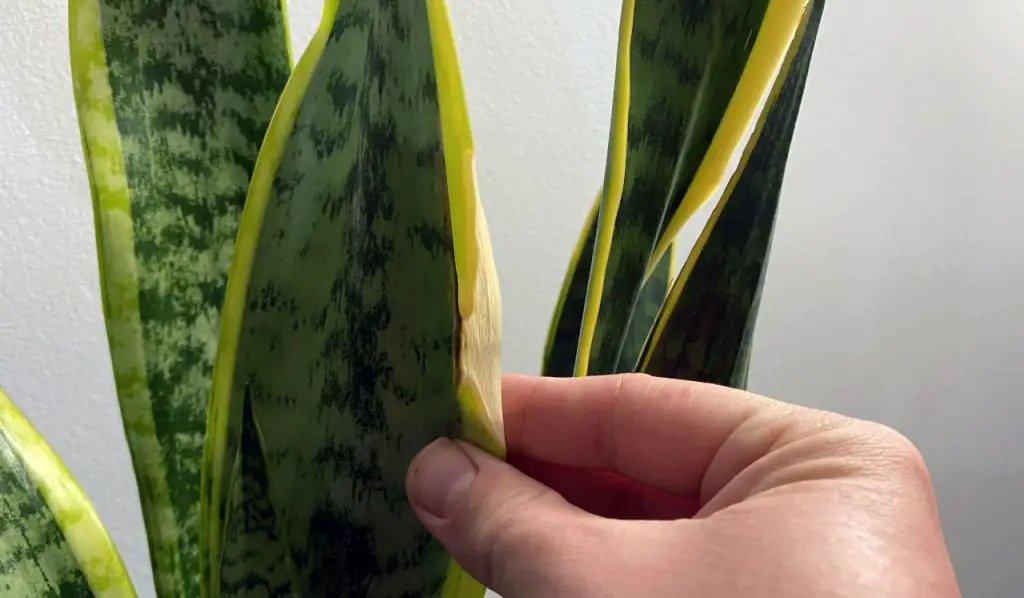 Snake plant leaf with brown spot