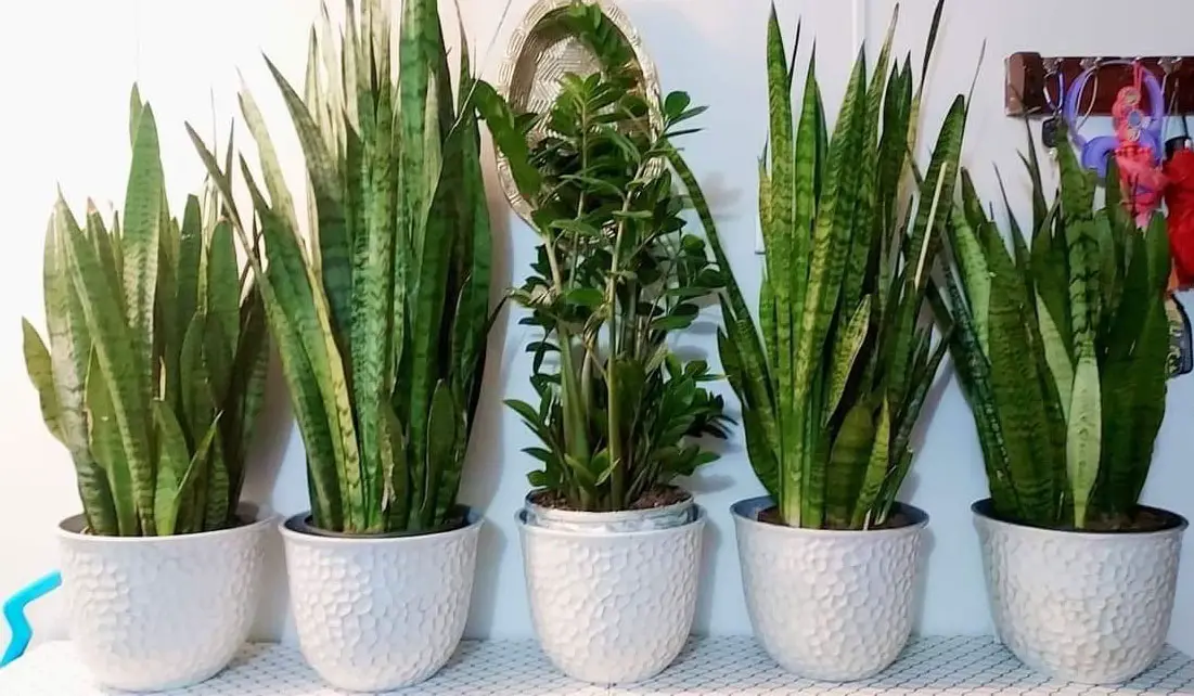 Snake plants growing together in pots