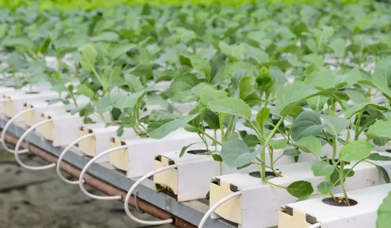 The Secret to Growing The Best Hydroponic Broccoli