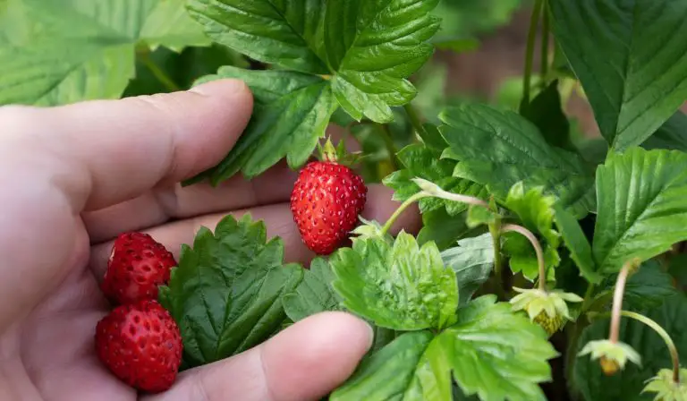 Hydroponic Strawberries: the Best Berry To Grow at Home