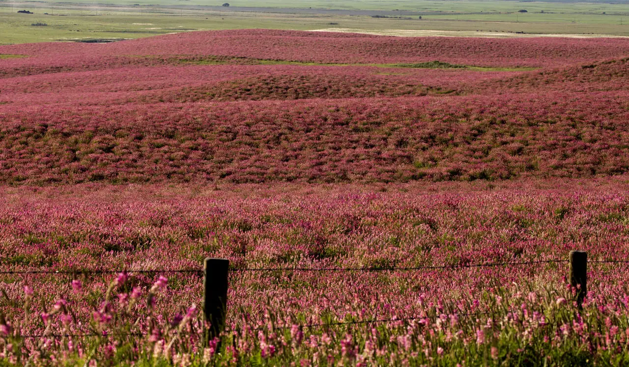 pink alfalfa