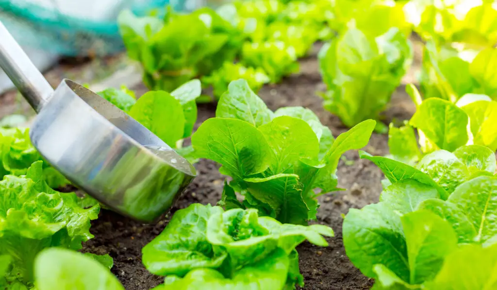 16 4 8 fertilizer used on lettuce