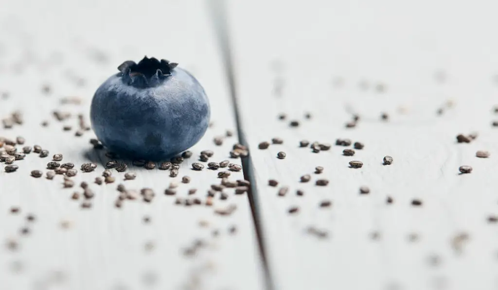 Blueberry seeds
