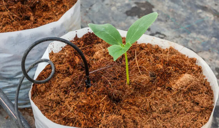 How to Grow Hydroponic Plants with Coco Coir? Choosing The Best type