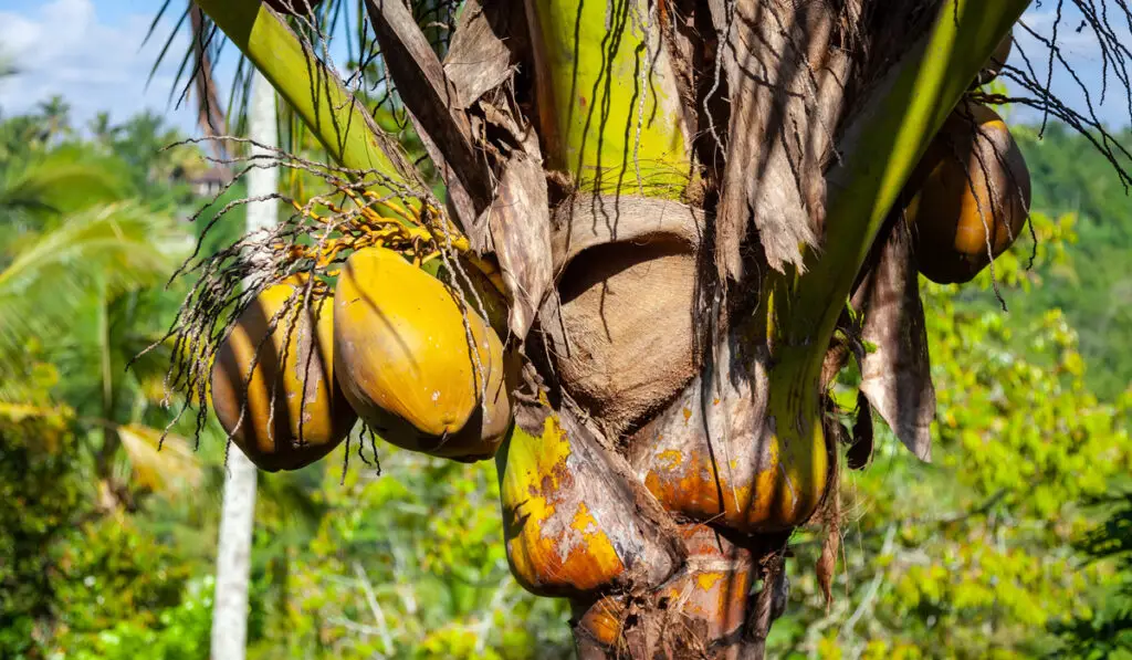 Coconus growing on a tree