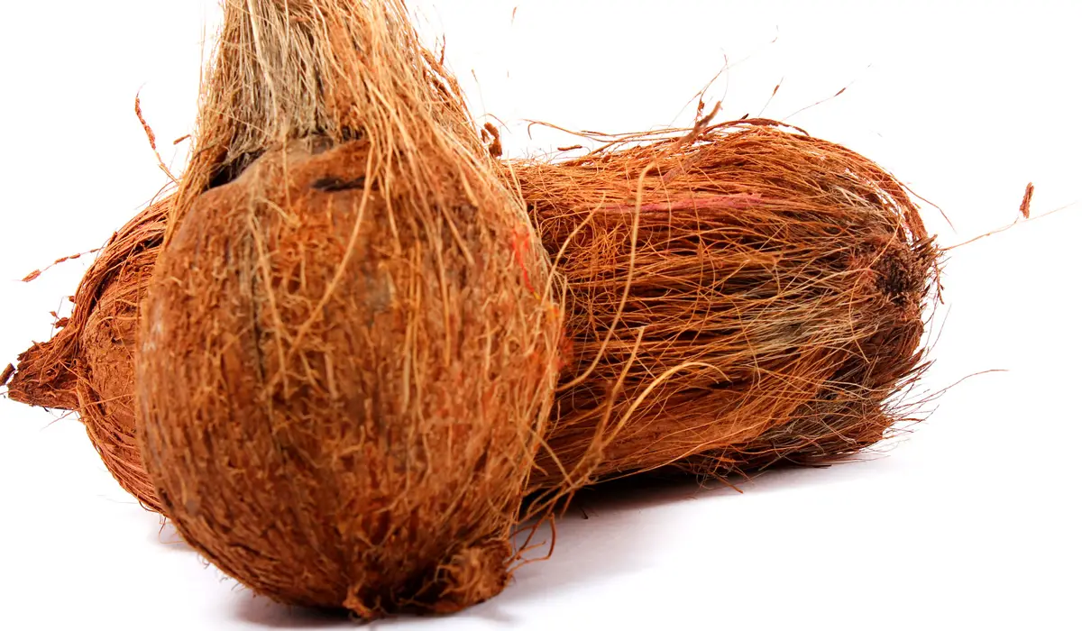 Coconut with husk on