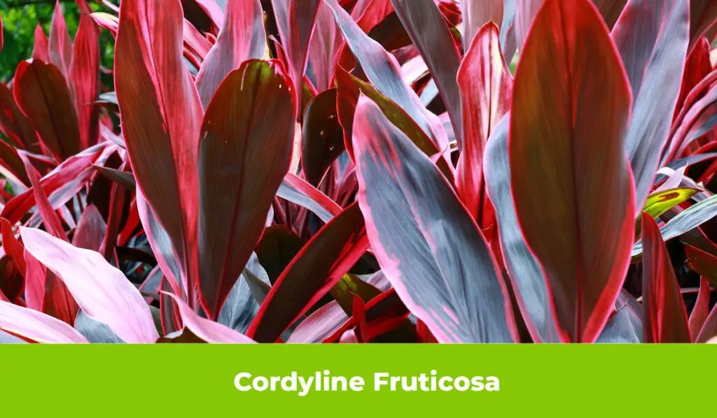 Cordyline Fruticosa