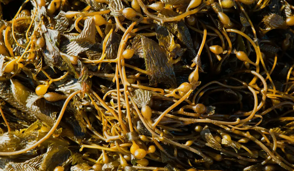 Fresh kelp seaweed