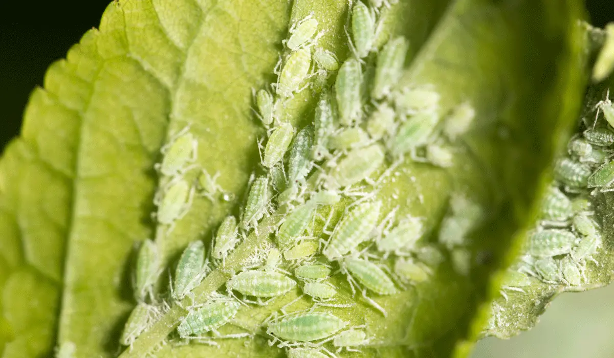 Green aphids on the back of a mint leaf