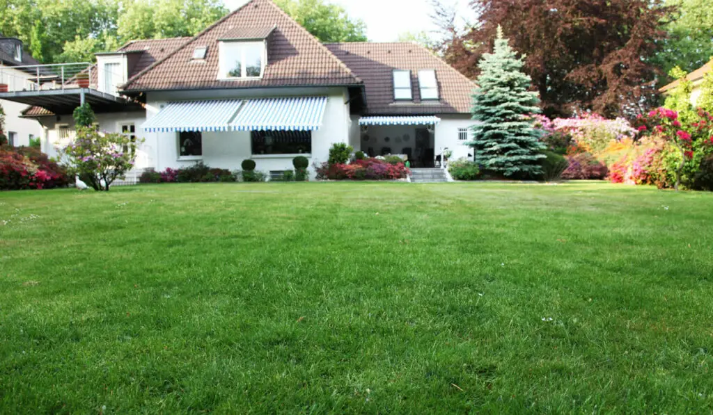 Green lawn thats been treated with high nitrogen fertilizer