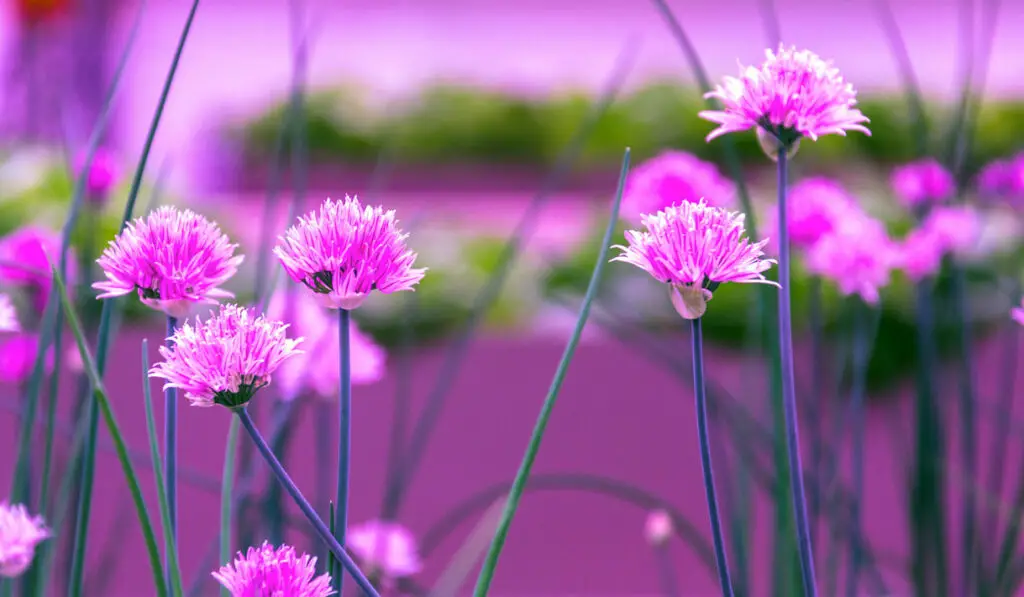 Hydroponic Chives Flowering Under Purple LED Lights