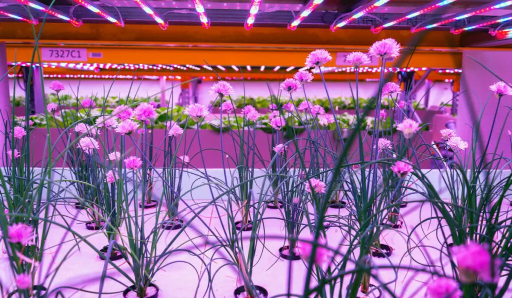 Hydroponic Chives Under Purple LED Lights