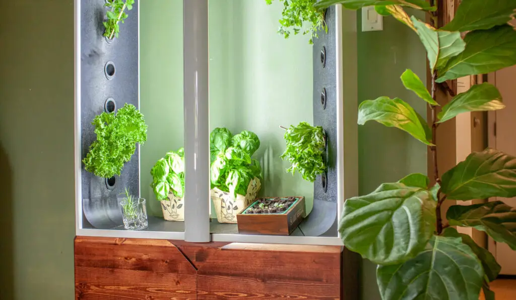 Hydroponic Herbs Growing In A Cabinet