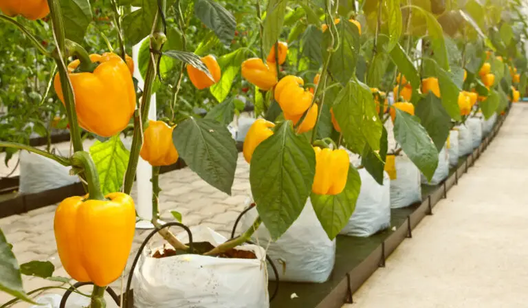 The Trick to Growing Hydroponic Peppers at Home