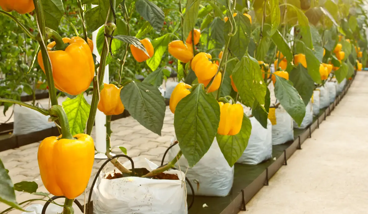Hydroponic bell peppers