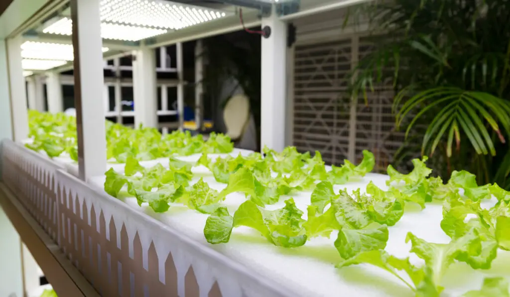 Hydroponic lettuce in deep water culture