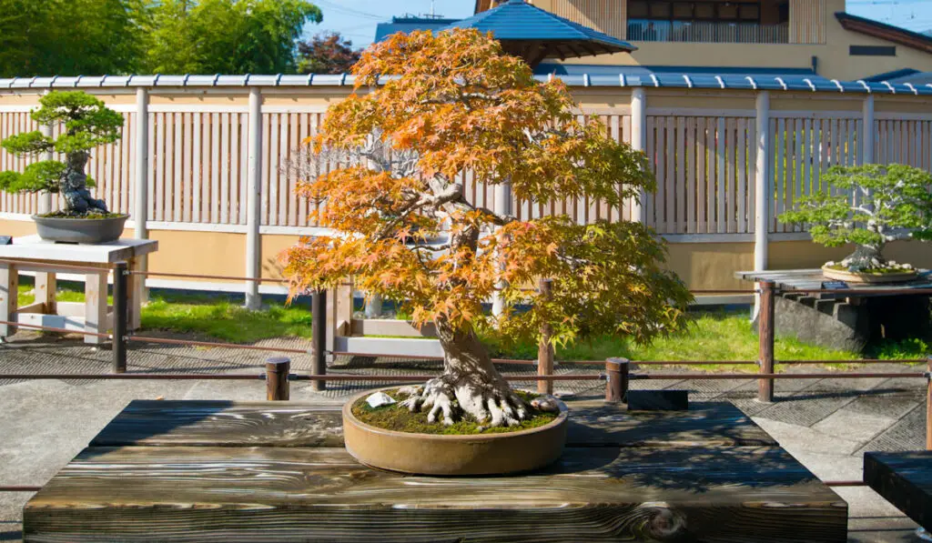 Japanese maple bonsai tree in Omiya bonsai village at Saitama