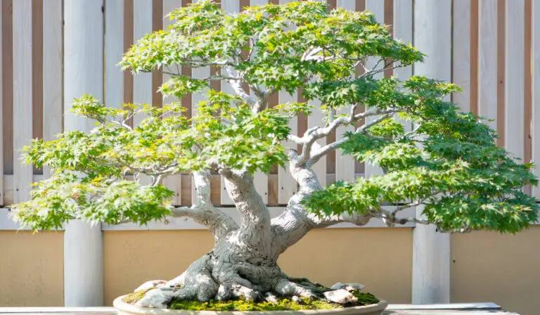 Can You Grow a Maple Tree as a Bonsai?