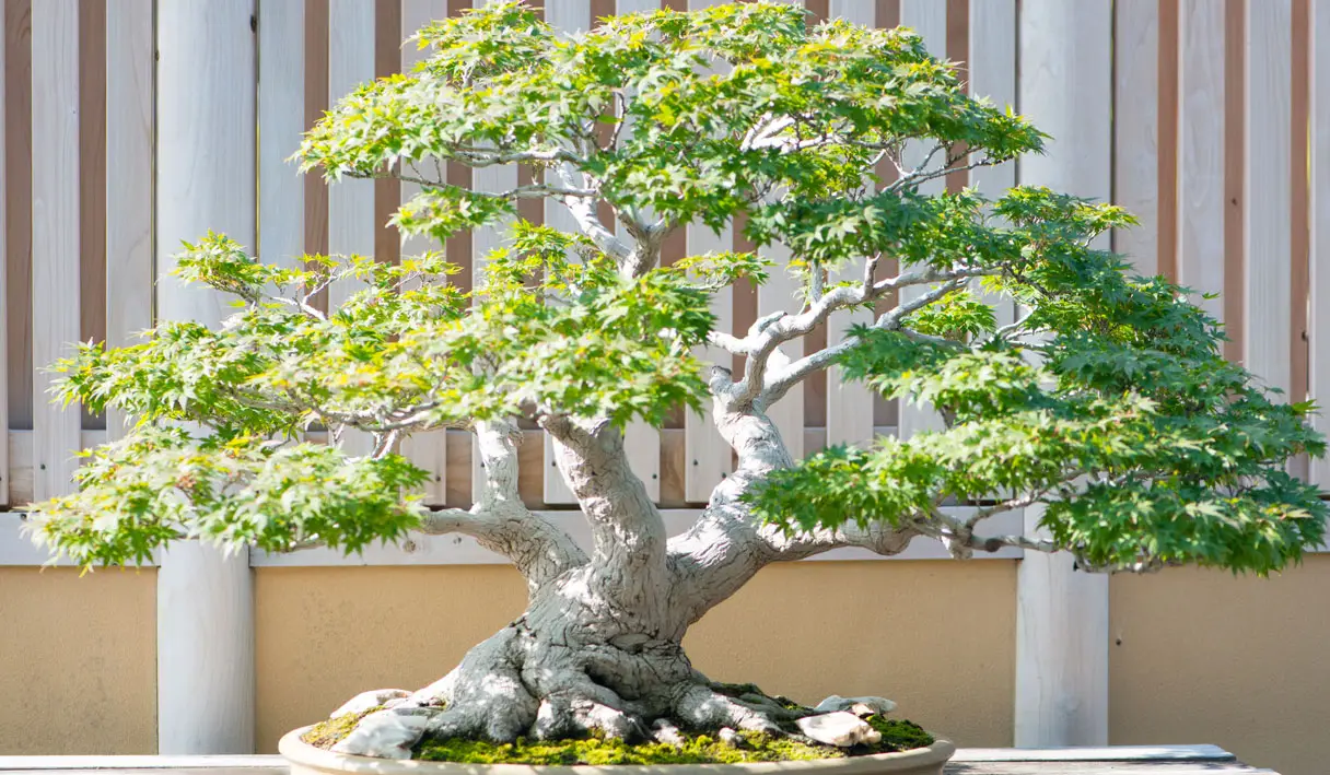 Japanese maple  bonsai tree in Omiya bonsai village at Saitama, Japan