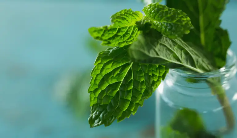 Hydroponic Mint (Key Things Beginners Need to Know)