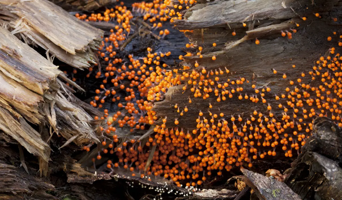 Orange fungus balls