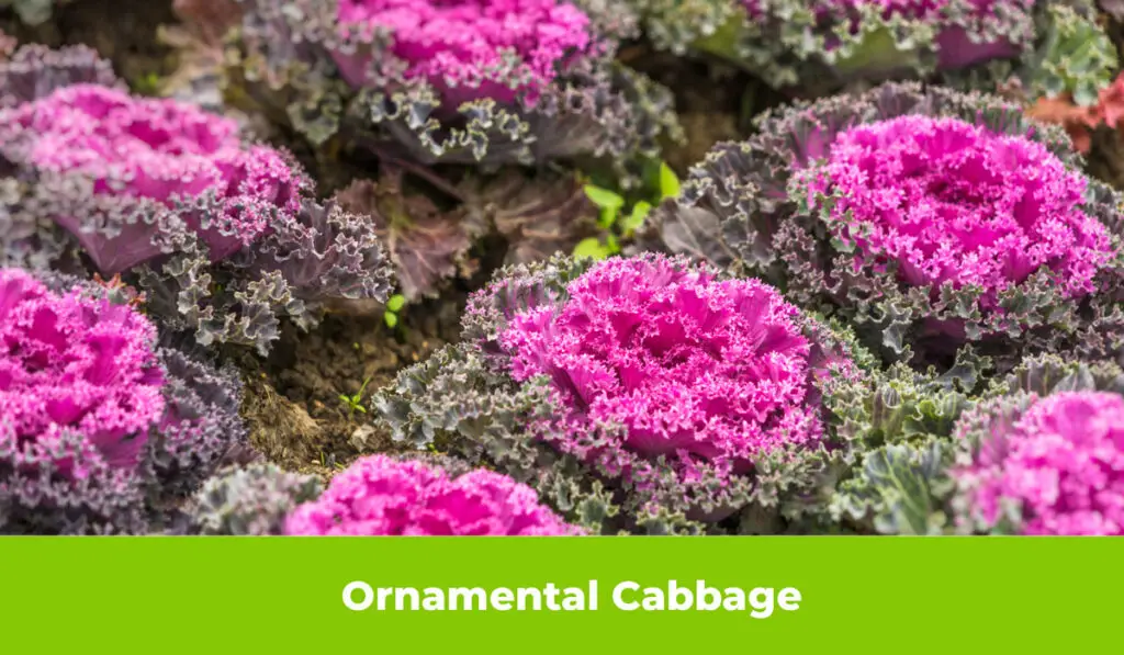 Ornamental Cabbage