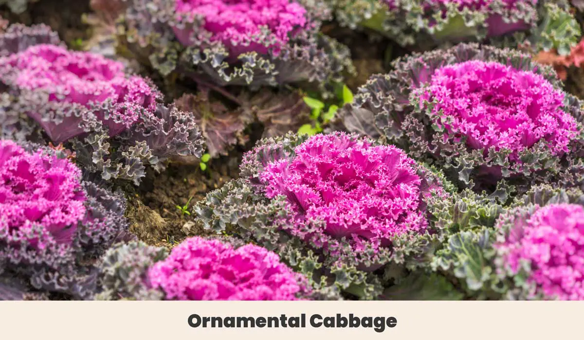 Ornamental Cabbage 2
