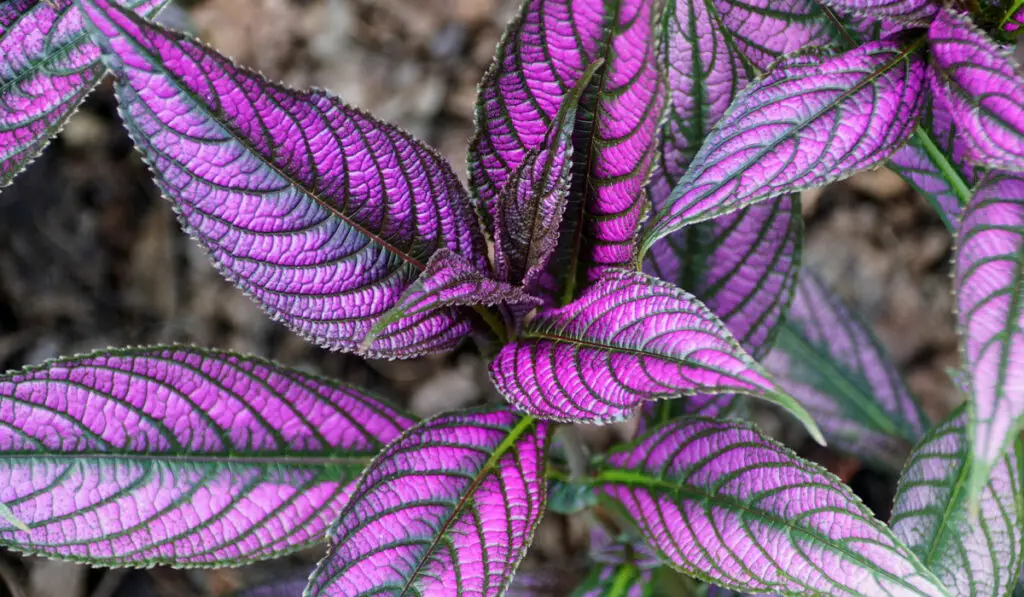 Close up of Persian Shield plant with purple leaves