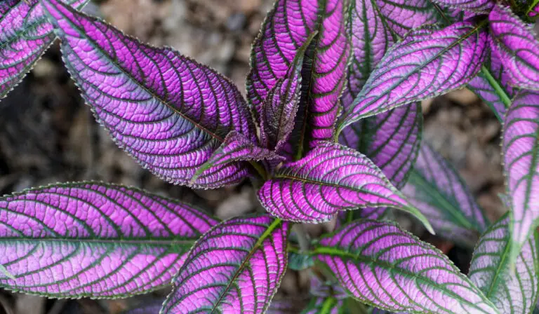 11 Purple Leaf Plants + Their Mood Boosting Benefits