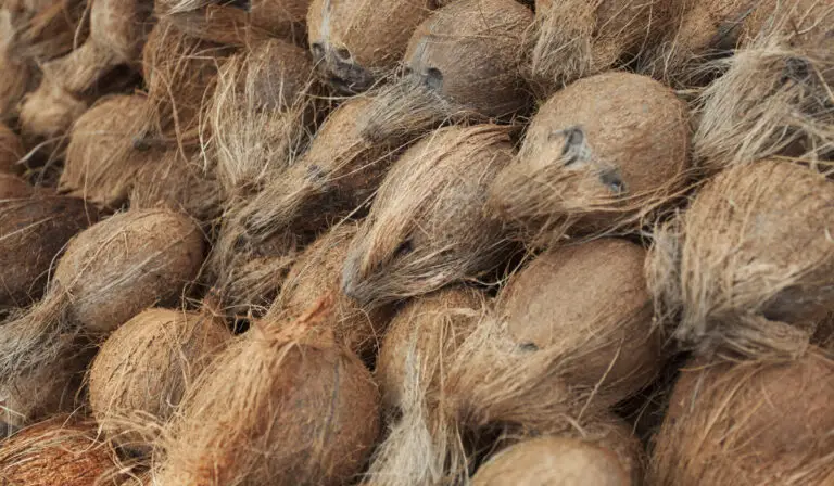 Pile of coconuts with husk on