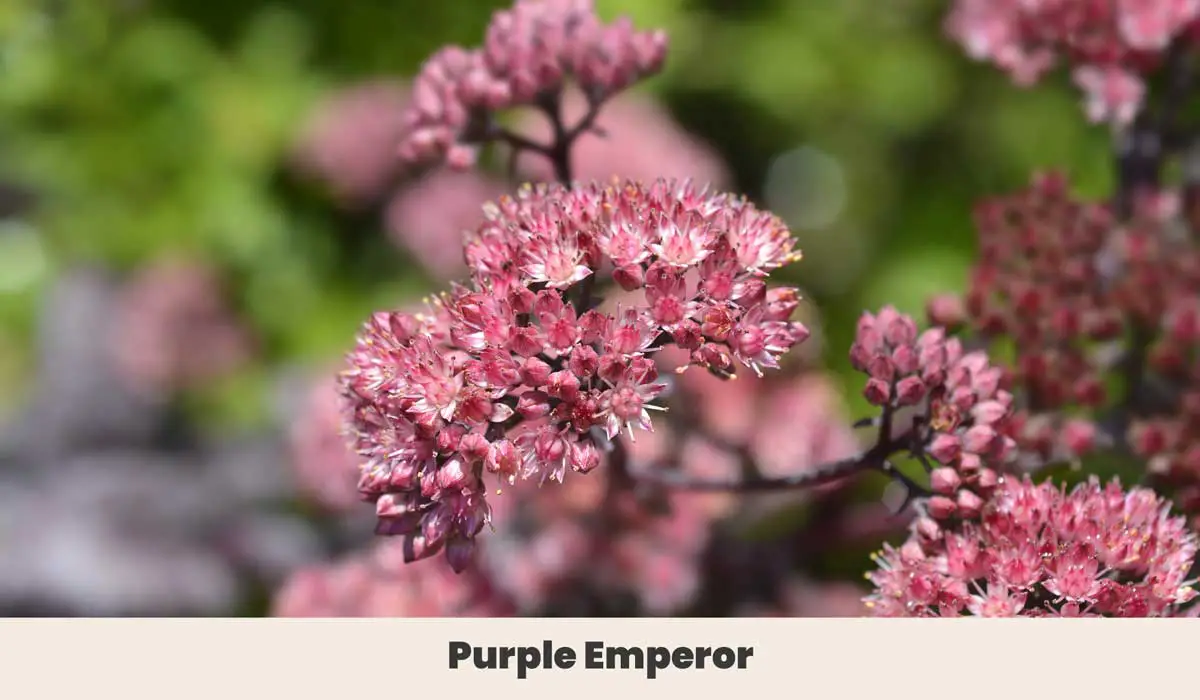 Purple Emperor 3
