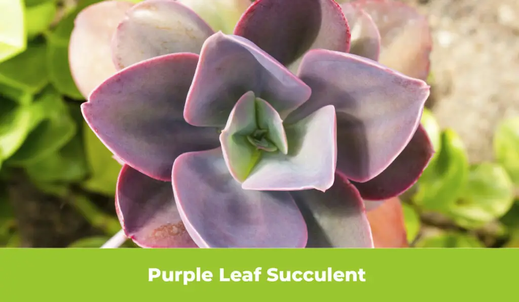 Purple Leaf Succulent