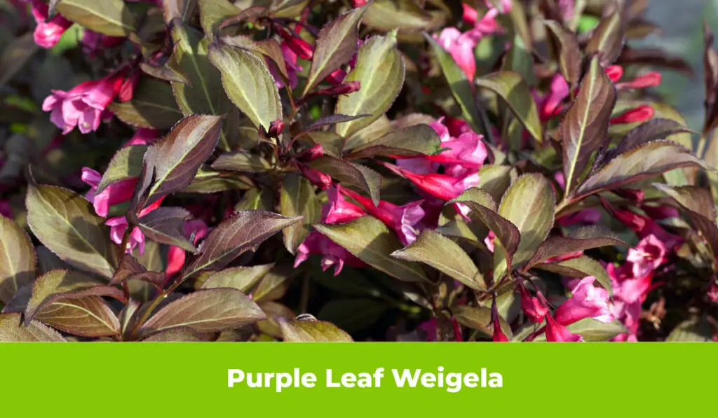 Purple Leaf Weigela