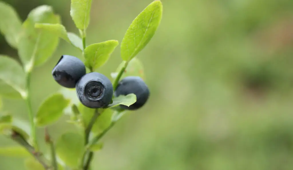 Ripe Bluberries at the end of a bush