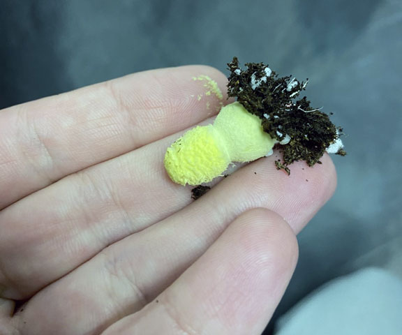 Small yellow mushroom with powder yellow spores