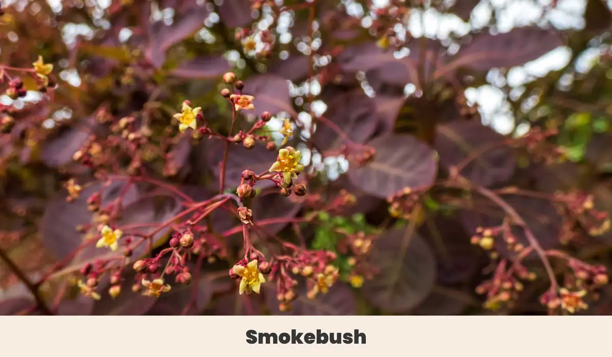Smokebush 2