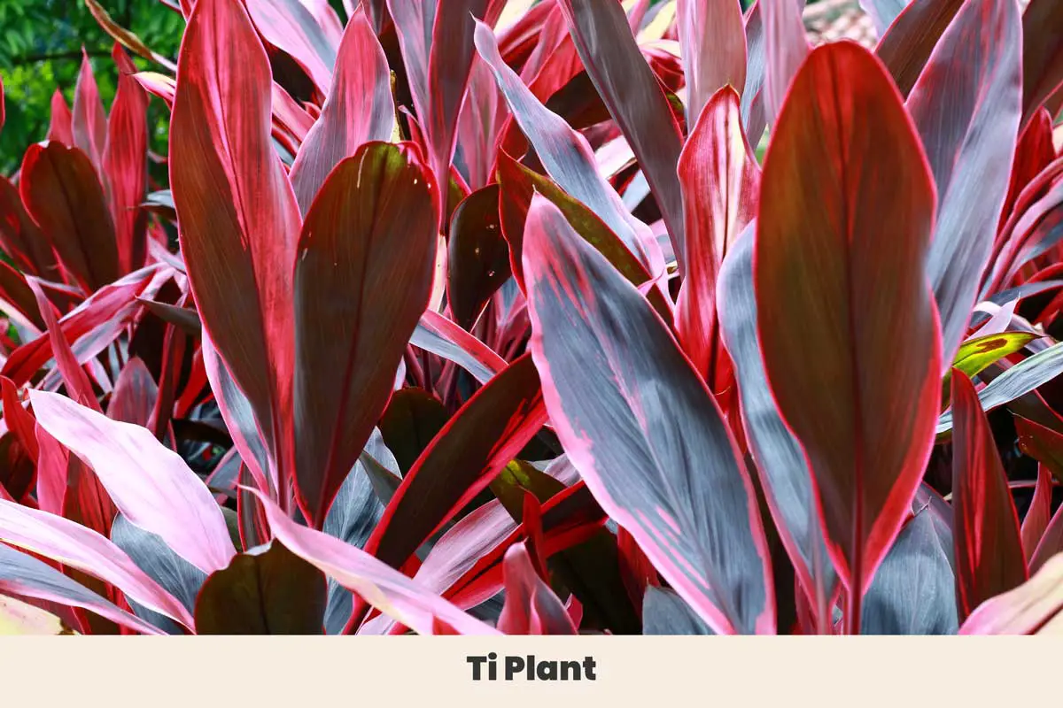 Ti Plant