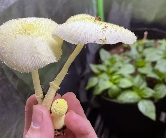Yellow mushrooms that sprouted from my pepper plant pot