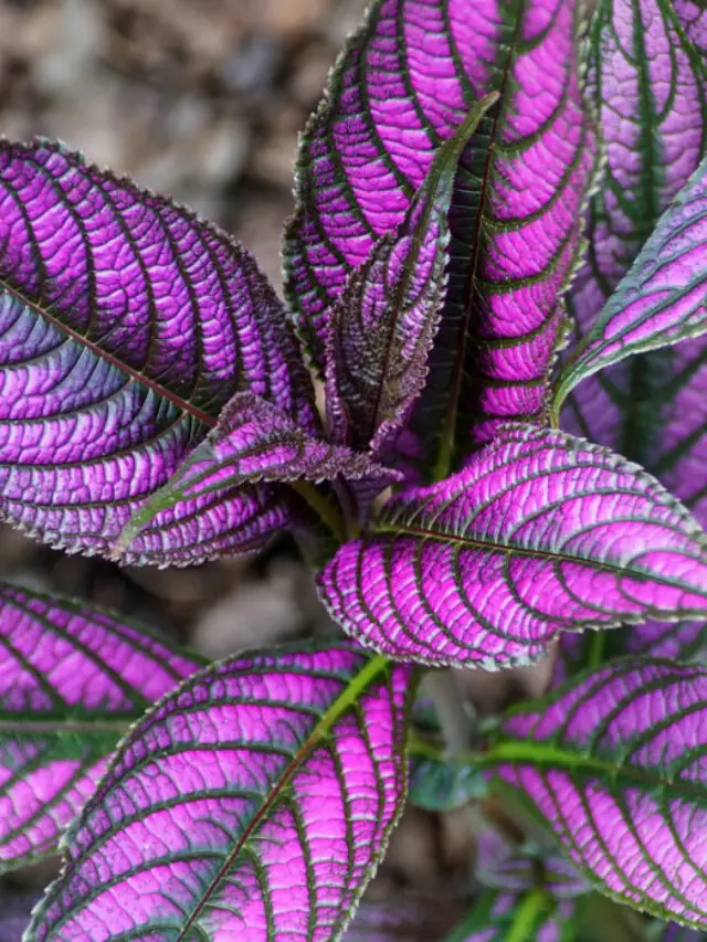 7 Purple Leaf Plants You’ll Love