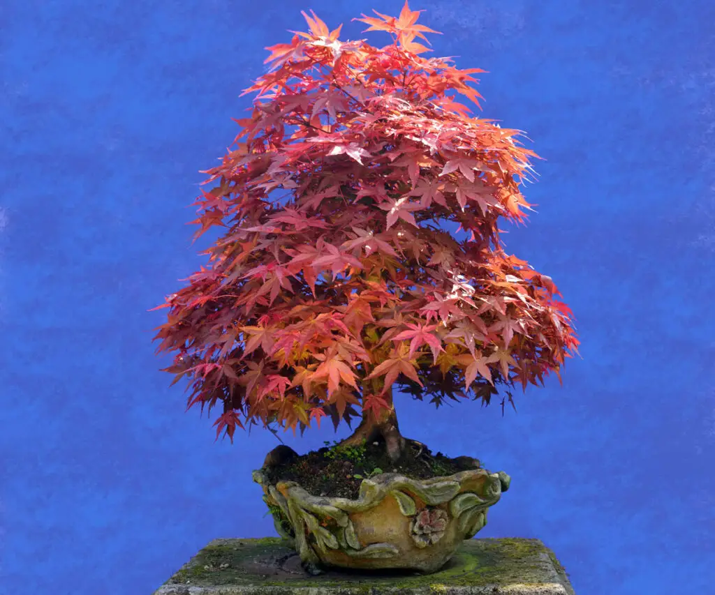 japanese maple acer palmatum