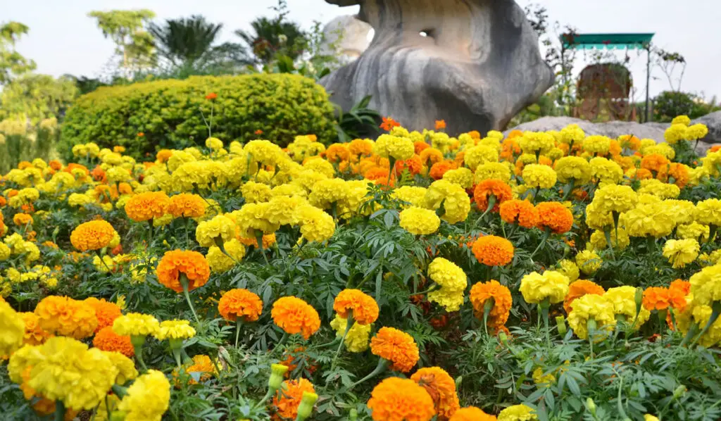 marigold flower garden