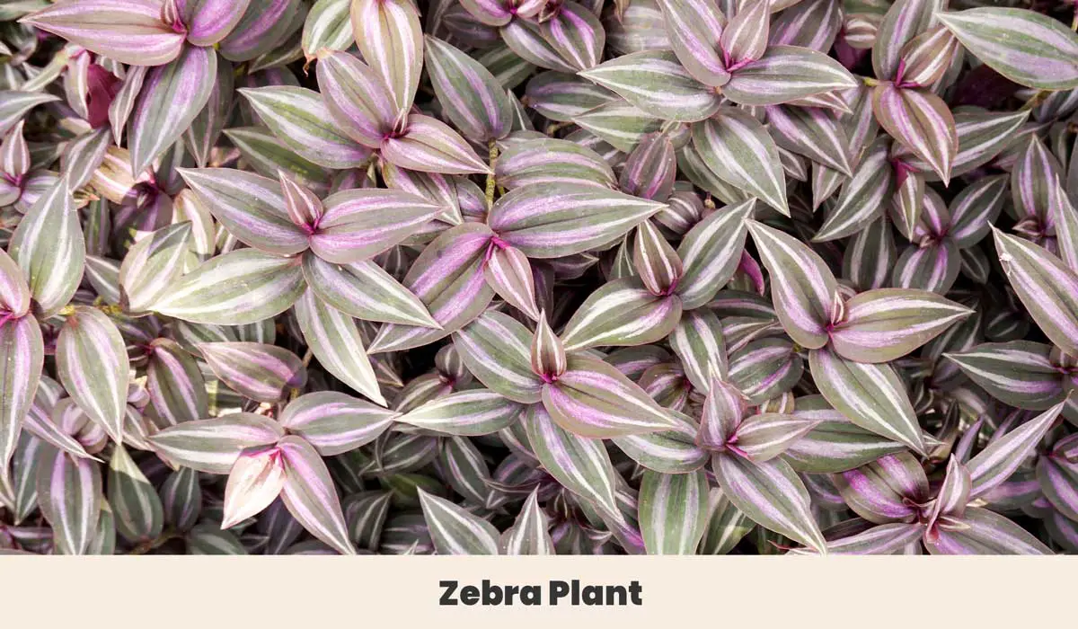 zebra plant