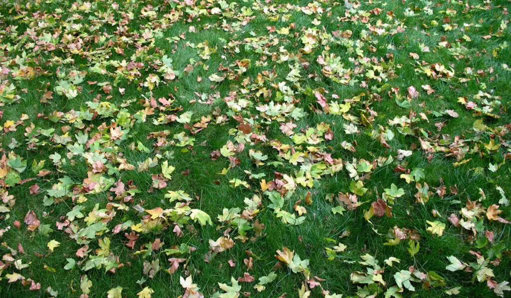 Autmn leaves on lush green grass