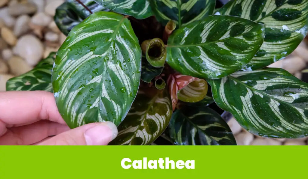 Calathea 1