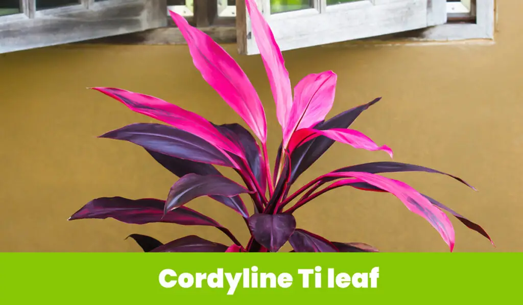 Cordyline Ti leaf 4