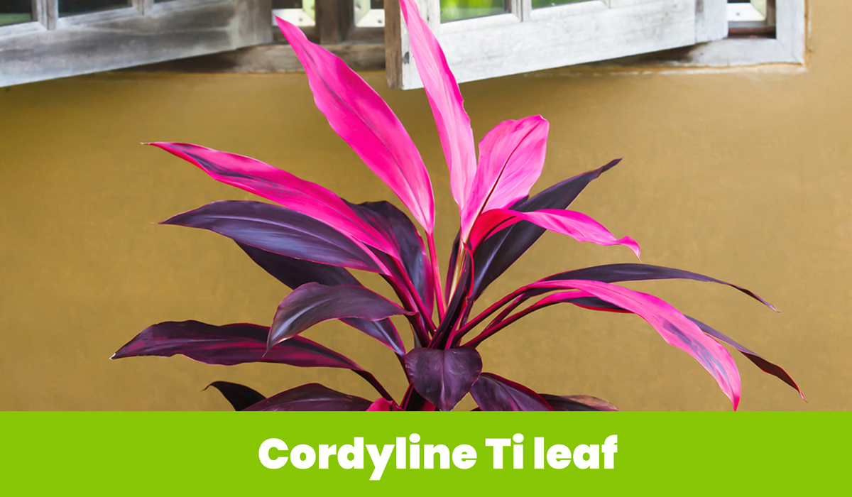 Cordyline Ti leaf