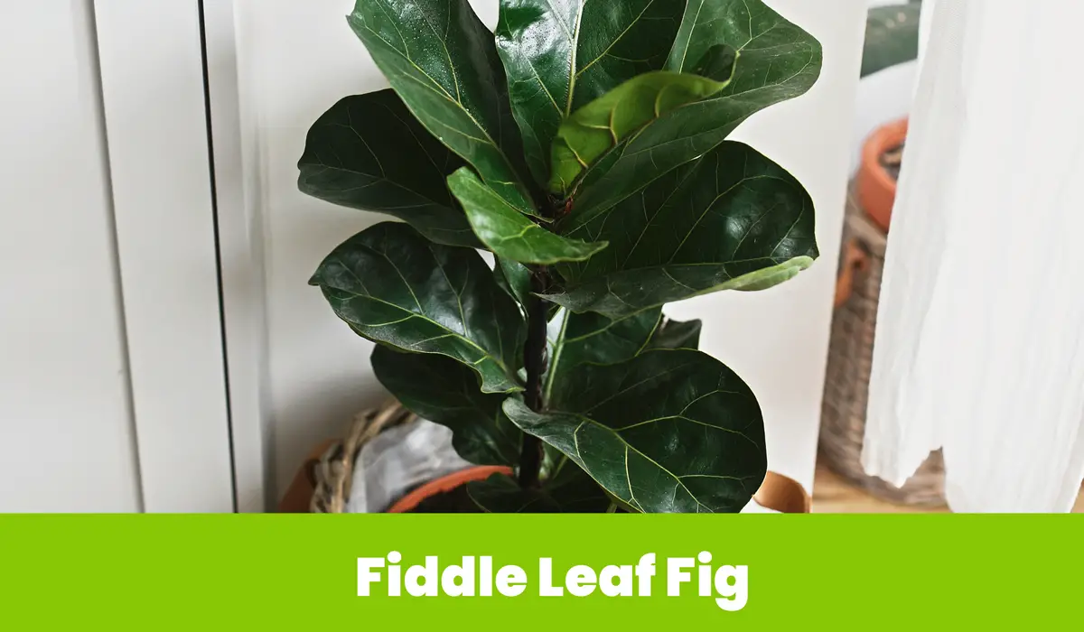 Fiddle Leaf Fig