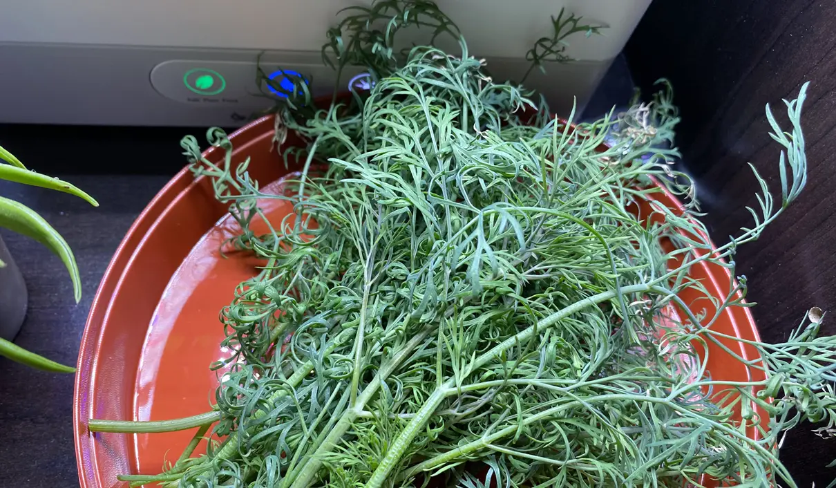 Harvested Hydroponic Dill