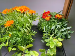Hydroponic-Flowers--Durango-Marigolds