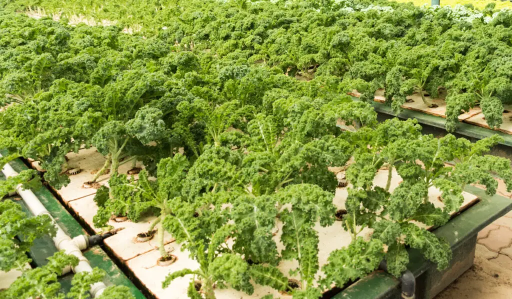 Hydroponic Kale growing
